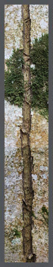 tree bark image